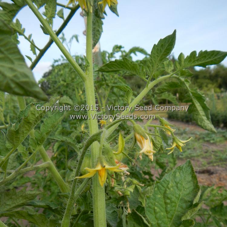 Schimmeig Stoo (Striped Cavern) Tomato