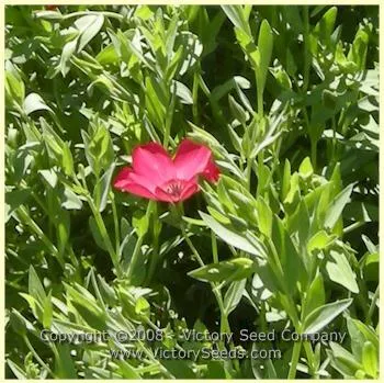 Flax, Scarlet