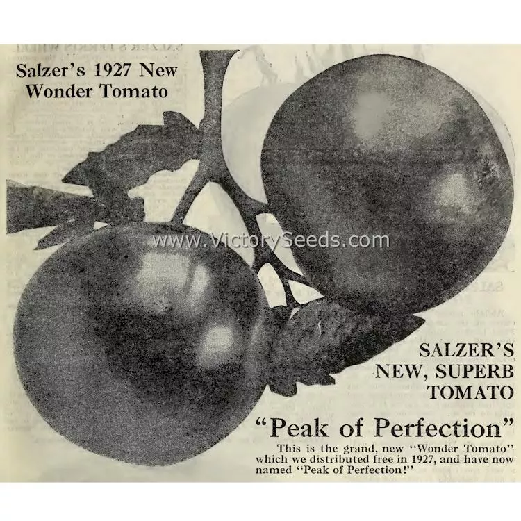 Peak of Perfection Tomato