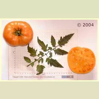 Kellogg's Breakfast Tomato