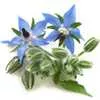 Borage