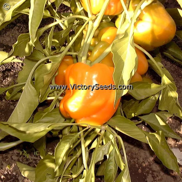 Orange King Bell Pepper