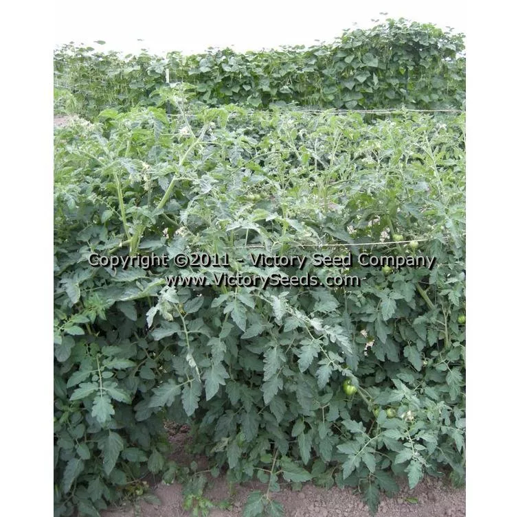 Yellow Plum Tomato