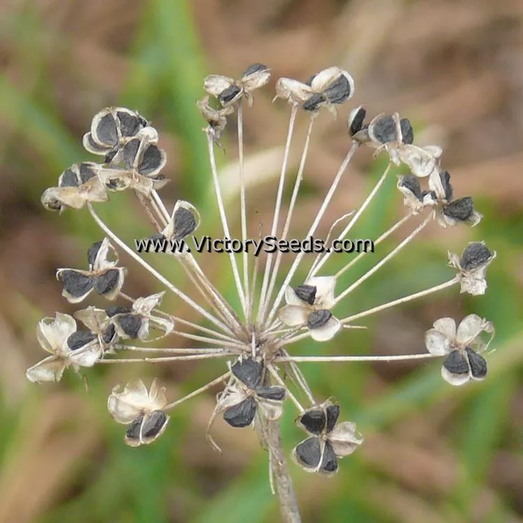 Chives, Garlic