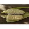 Stowell's Evergreen Sweet Corn