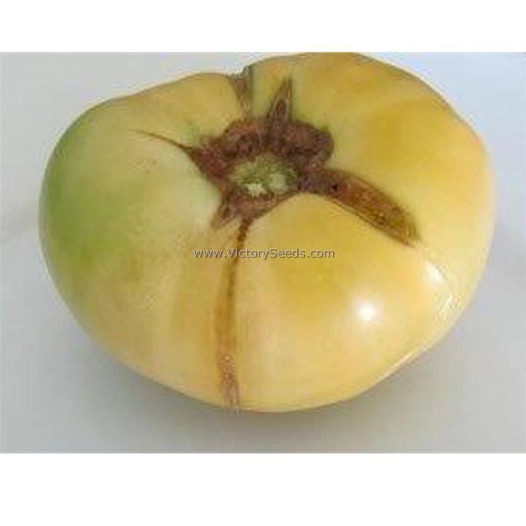 Dwarf CC McGee Tomato