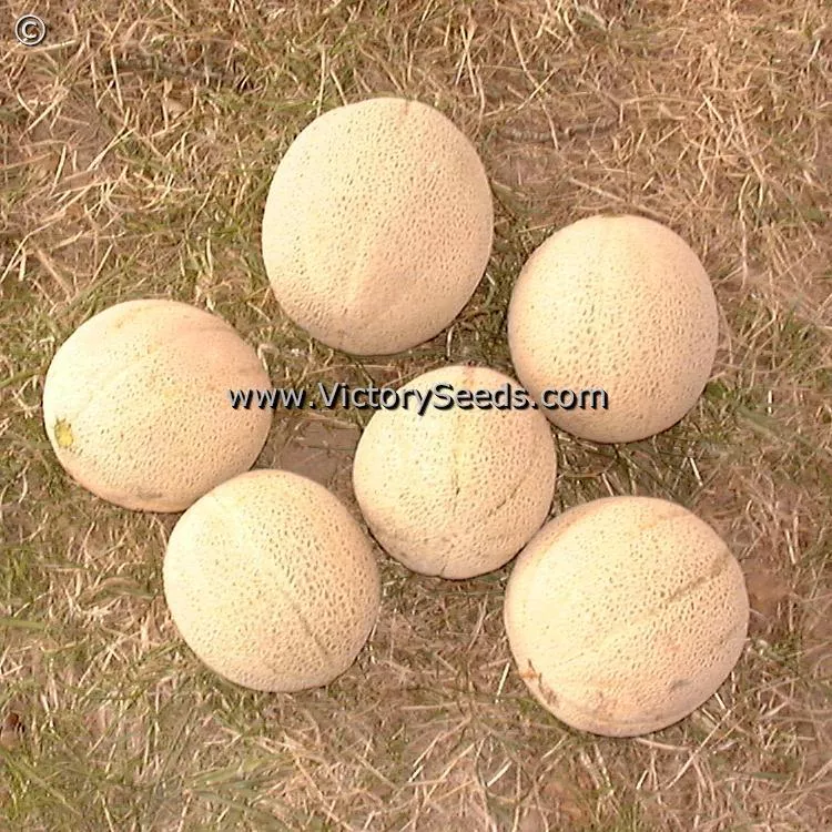 Planter's Jumbo Melon