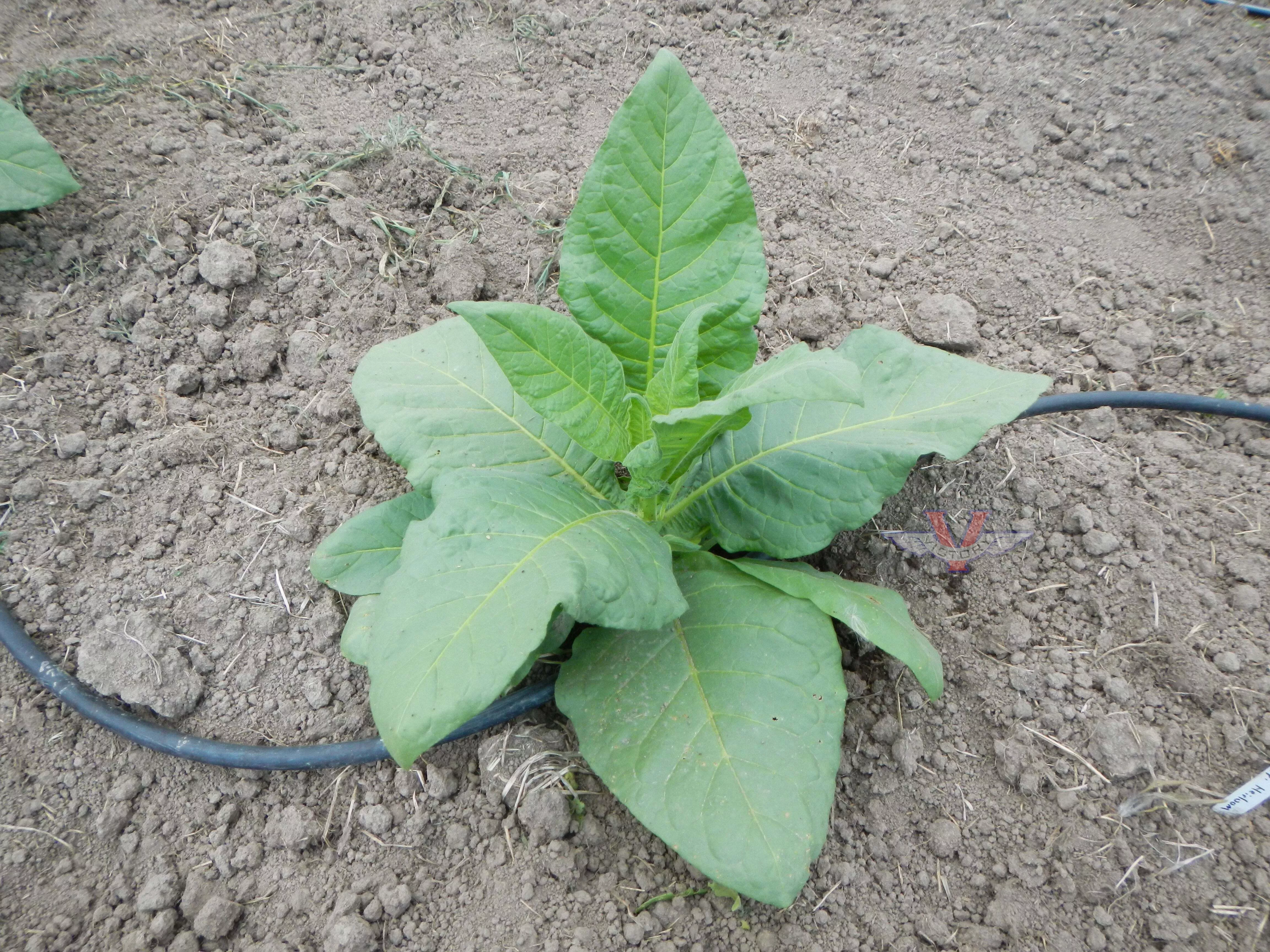 Mississippi Heirloom Tobacco