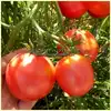 Livingston's Globe Tomato