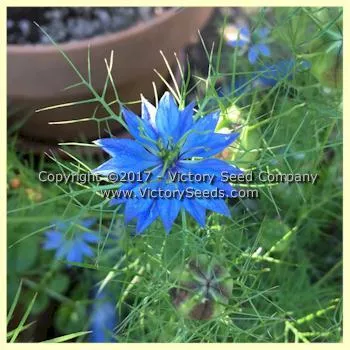Love-in-a-Mist 'Miss Jekyll'