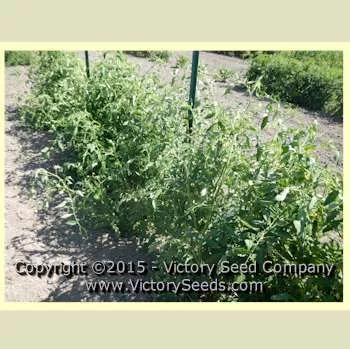 Sarnowski Polish Plum Tomato