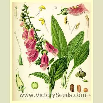 Foxglove
