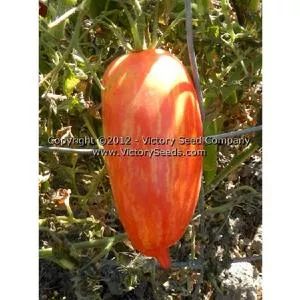 Speckled Roman Paste Tomato