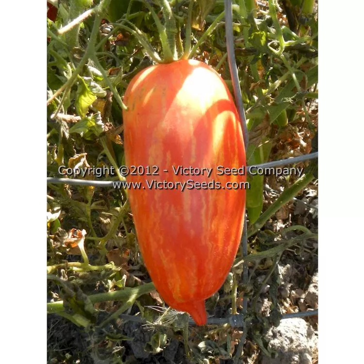 Speckled Roman Paste Tomato