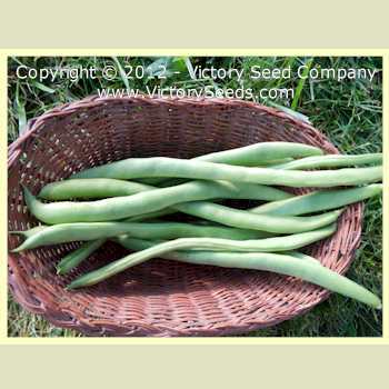 Potomac Pole Green Garden Bean