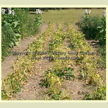 Gross Brother's Vermont Cranberry Bush Garden Bean