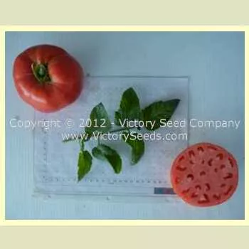 Mala Bishka Tomato