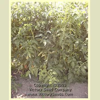 Livingston's Main Crop Pink Tomato
