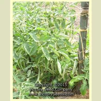 Précocibec (Precocibec) Tomato
