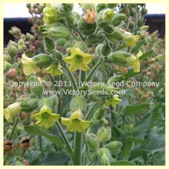 Wild / Sacred Rustica Tobacco (Aztec)