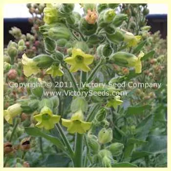 Wild / Sacred Rustica Tobacco (Aztec)