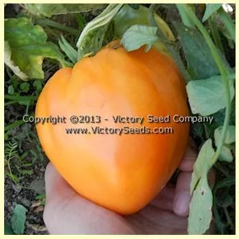 Livingston's Yellow Oxheart Tomato
