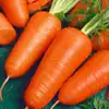 Red Cored Chantenay Carrot