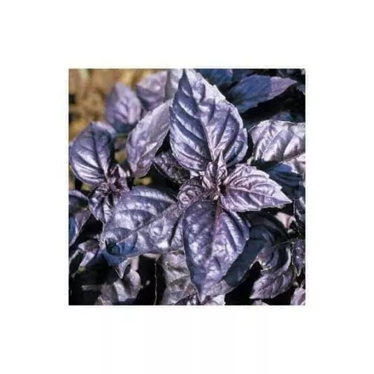 Basil, Dark Purple Opal