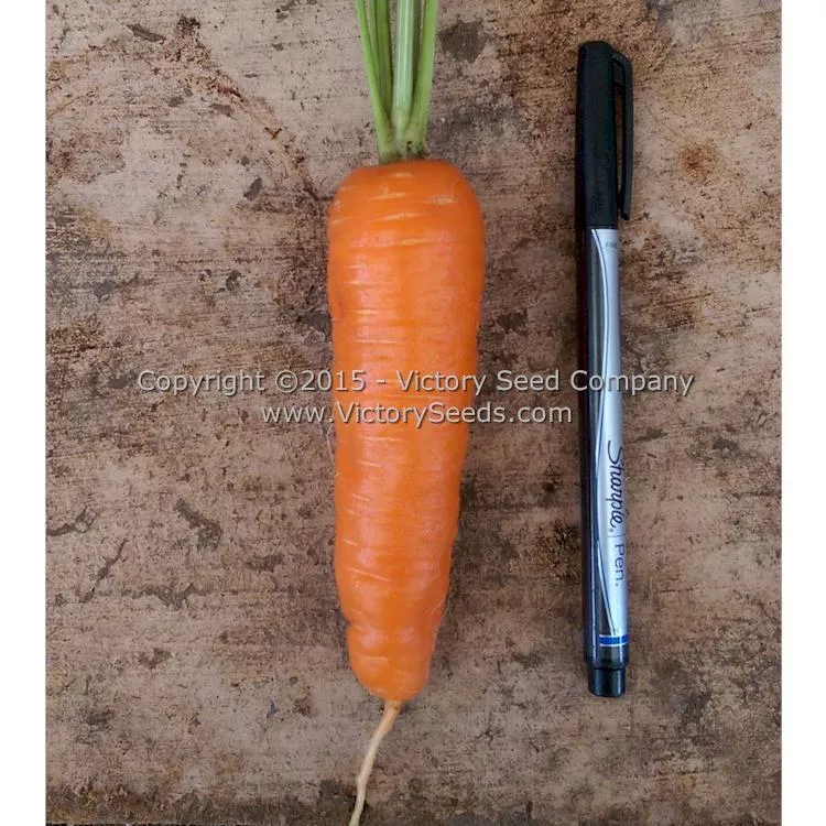 Shin Kuroda Carrot