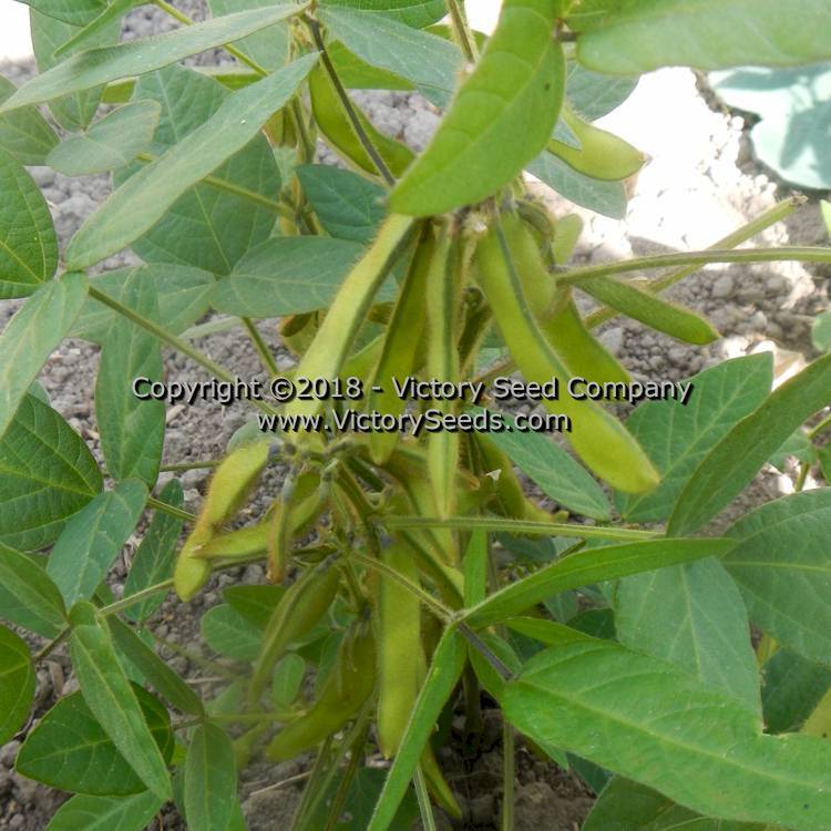 Agate Soybean