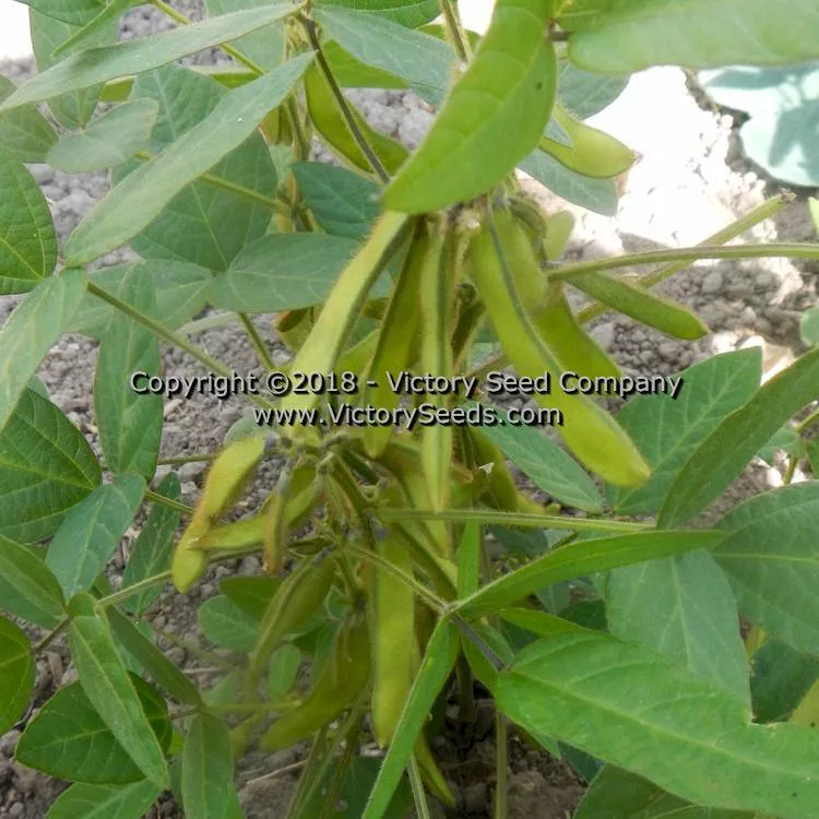 Agate Soybean