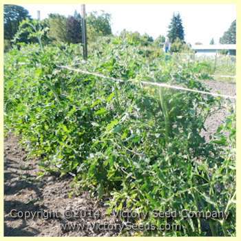 Livingston's Paragon Tomato