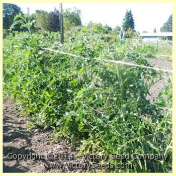 Livingston's Paragon Tomato