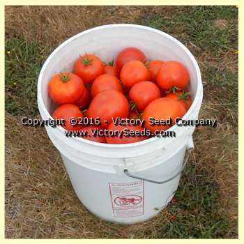 Break O' Day Tomato