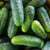 Bush Crop Cucumber