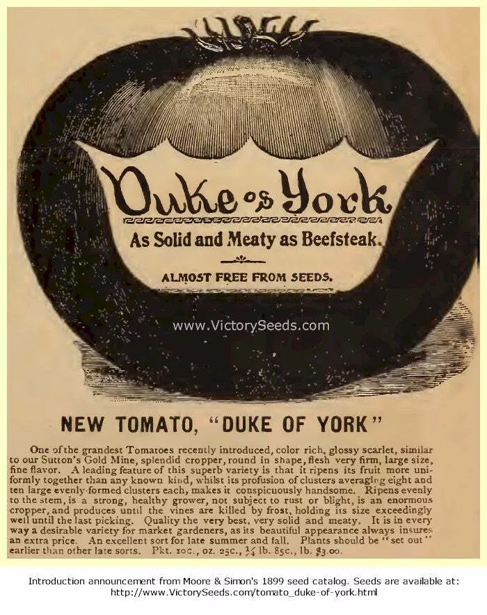 Duke of York Tomato