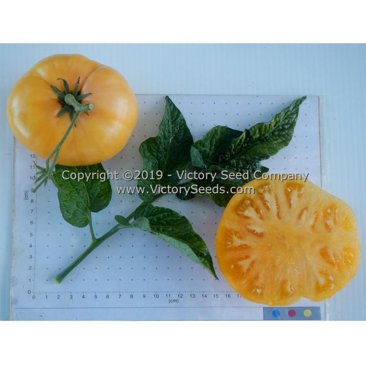 Dwarf Perfect Harmony Tomato