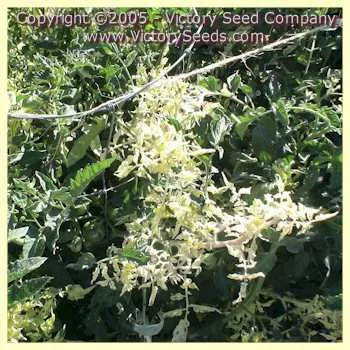 Variegated (Splash of Cream) Tomato