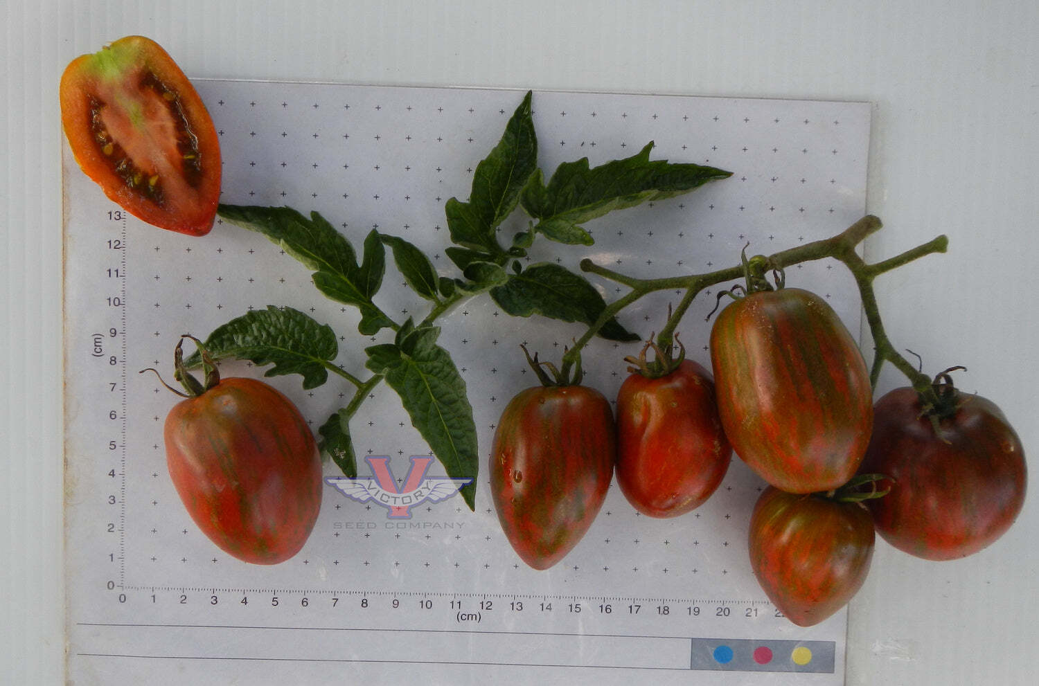Dwarf Audrey's Love Tomato