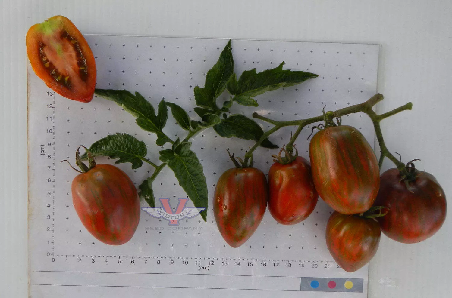 Dwarf Audrey's Love Tomato