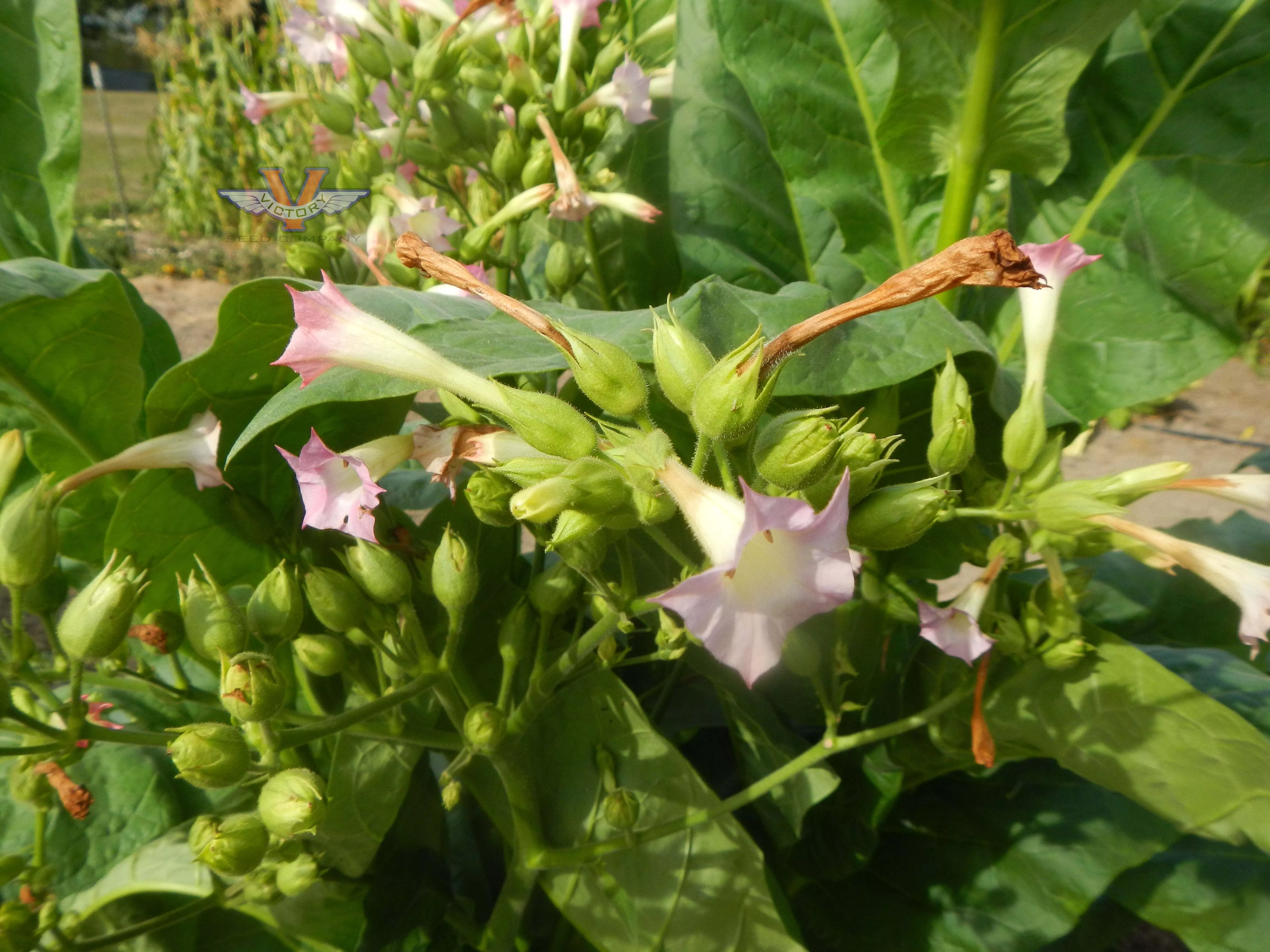 Pennsylvania Broadleaf Tobacco