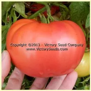 Tennessee Britches Tomato