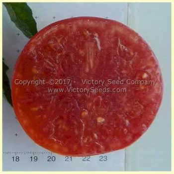 Missouri Pink Love Apple Tomato