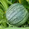 Round Zucchini Summer Squash