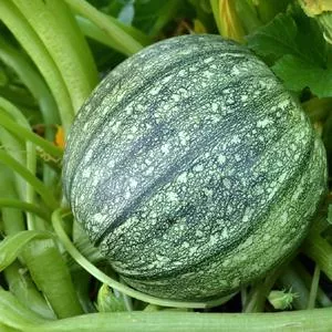 Round Zucchini Summer Squash