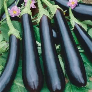 Long Purple Eggplant