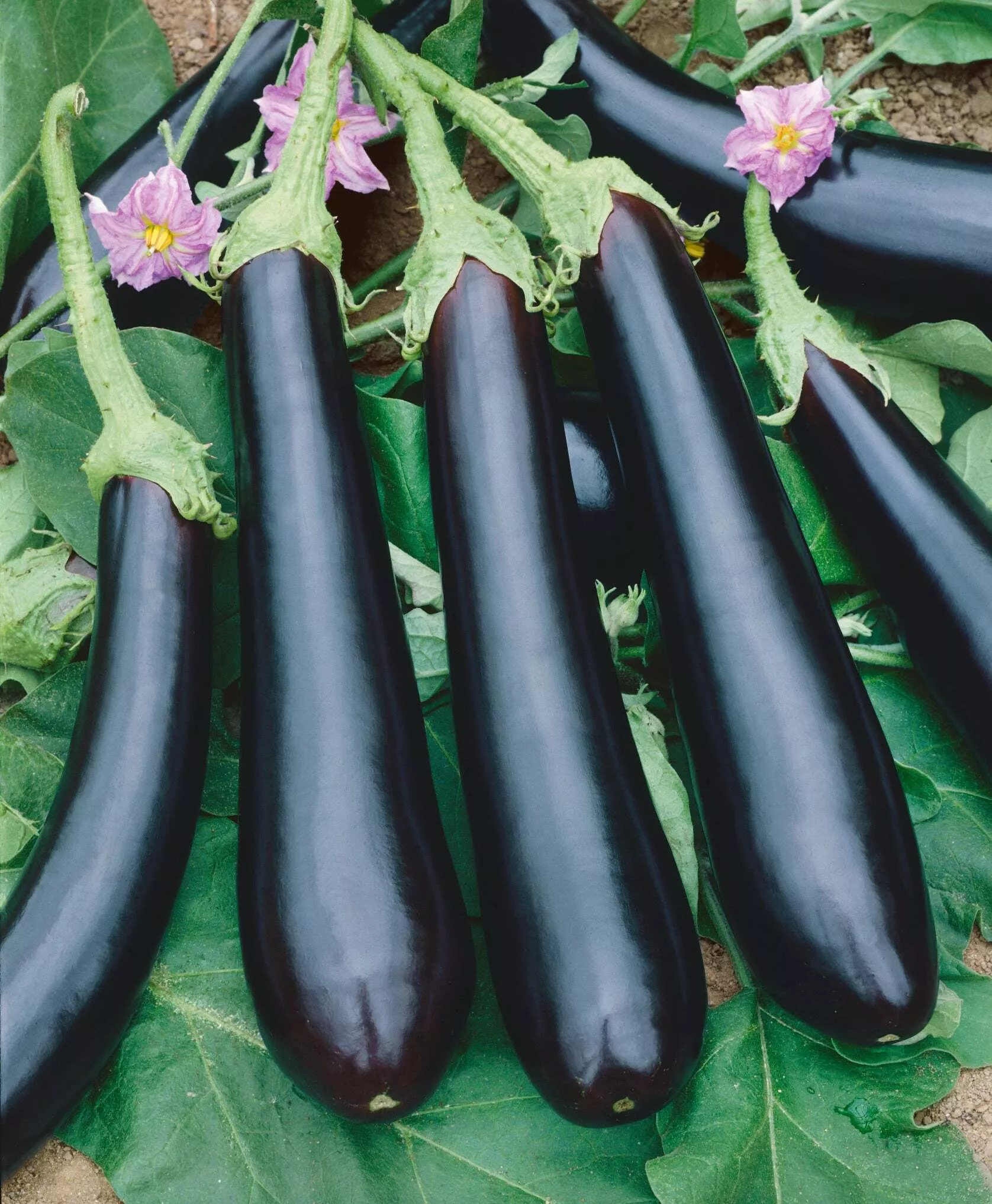 Long Purple Eggplant