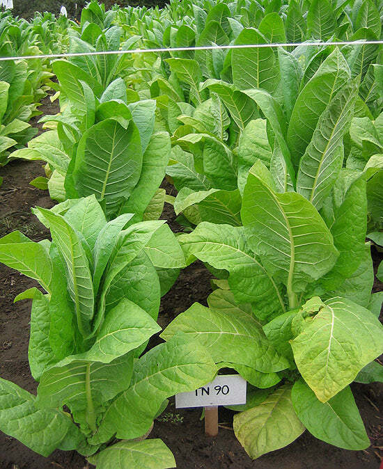 TN90 Burley Tobacco