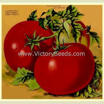 Livingston's Dwarf Stone Tomato