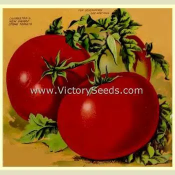 Livingston's Dwarf Stone Tomato